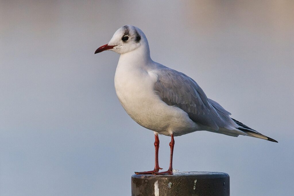 港区で保育士が転職する際に知っておくべきポイントは？