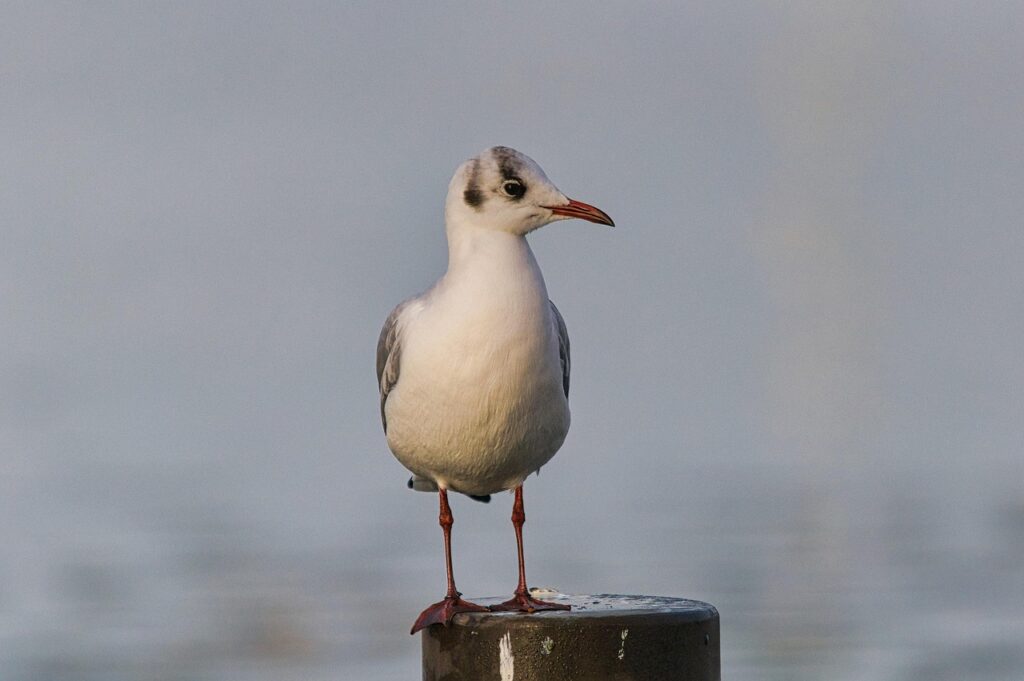 港区で保育士が転職する際のポイントは？