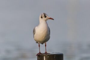 港区で保育士が転職する際のポイントは？